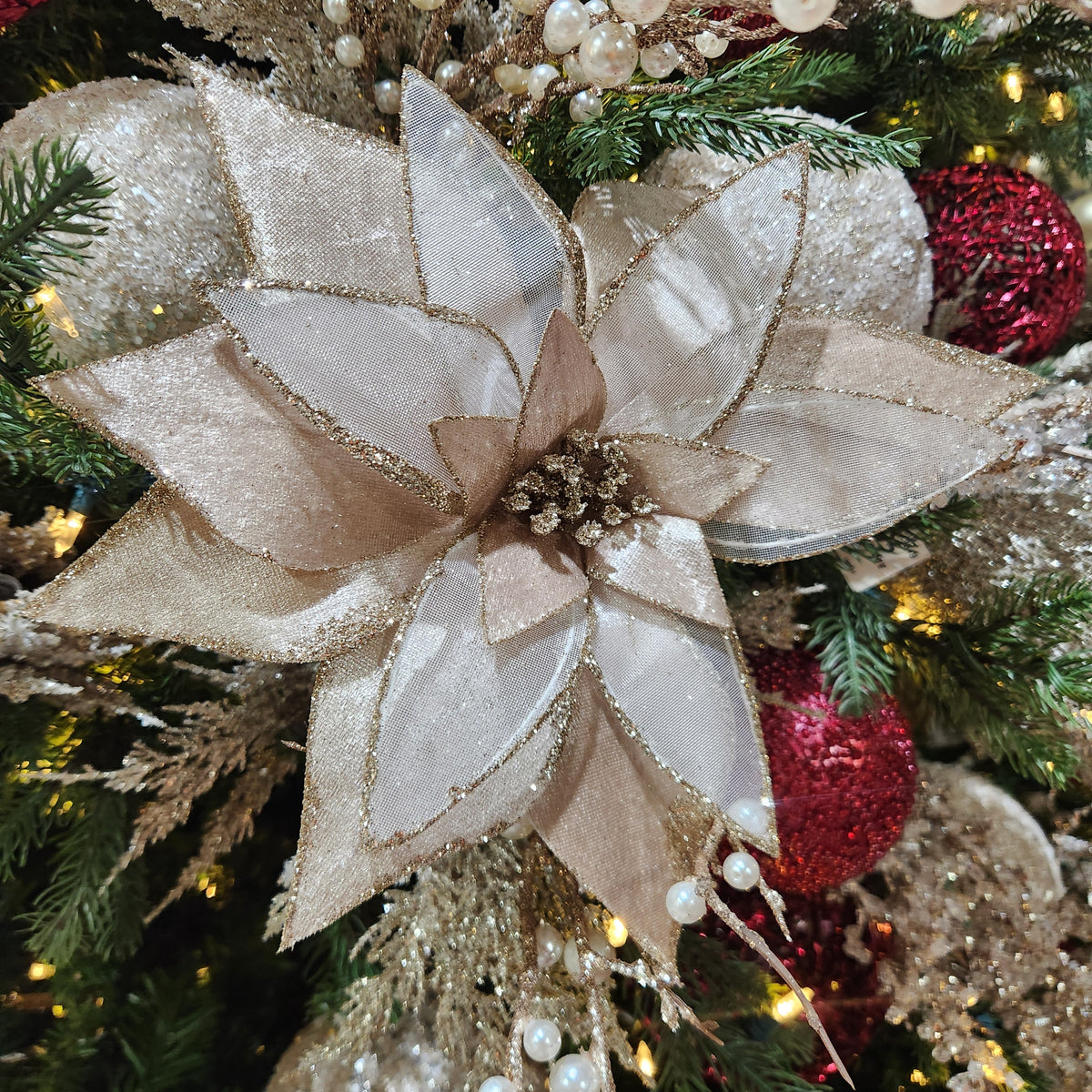 Tige de poinsettia satin transparent champagne 22"